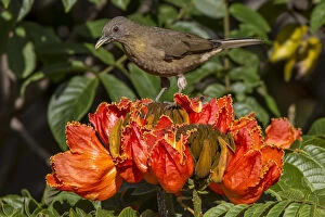 Clay-colored robin (Turdus grayi), drinking from flower of African tulip tree (Spathodea