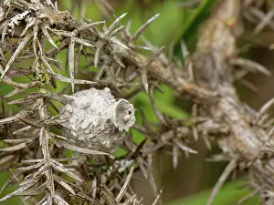 Wasp Prints: Clay nest built by a Heath potter wasp (Eumenes coarctatus)