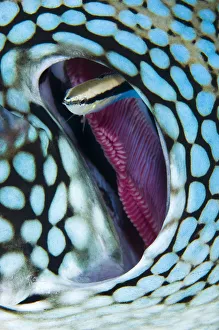 Thailand Prints: Cleaner wrasse (Labroides dimidiatus) swims out from the gill of a Blue spotted pufferfish