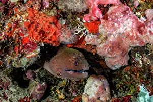 Crustracea Prints: Clear cleaner shrimp (Urocaridella antonbruunii) cleaning a Giant moray eel (Gymnothorax javanicus) on a coral reef