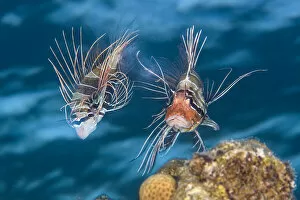 Alex Mustard 2021 Update Collection: Clearfin lionfish (Pterois radiata) mating. The female (left