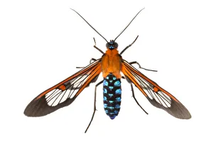 Noctuid Prints: Clearwing moth (Cosmosoma teuthras) photographed on a white background in mobile field studio