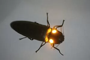 Click beetle (Pyrophorus sp) showing orange bioluminescence, Costa Rica