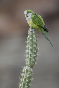 Spike Prints: Cliff parakeets (Myiopsitta luchsi) perched on cactus