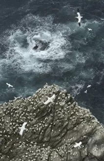 Images Dated 24th July 2013: Cliff top view of a gannet (Morus bassanus) colony. Shetland Islands, Scotland, UK, July