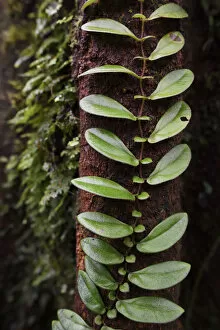 Melanesia Gallery: A climber plant in the montane rainforest, near FakFak, Mainland New Guinea, Western Papua