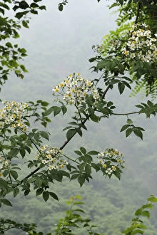 Climbing rose (Rosa filipes) flowering in misty forest. Wolong, Sichuan Province, China