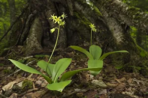 Images Dated 1st June 2015: Clintonia / Clintons lily (Clintonia borealis) New Brunswick, Canada, June