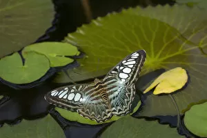 Clipper butterfly (Parthenos sylvia) resting on Water lily (Nymphaceae) pad. Butterfly house