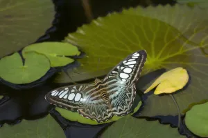 Yunnan Province Prints: Clipper butterfly (Parthenos sylvia) resting on Water lily (Nymphaceae) pad