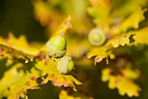 Close up of acorns and autumnal foliage ofEnglish oak (Quercus robur), Arne RSPB reserve