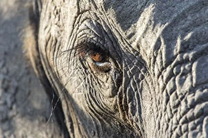 Loxodonta Africana Gallery: Close up of an African elephant (Loxodonta africana) eye showing long eyelashes