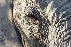 Close up of an African elephant (Loxodonta africana) eye showing long eyelashes