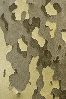 Close up of bark of Oriental plane tree (Platanus orientalis) Meteora, Greece, October