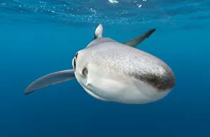 A close up of a blue shark (Prionace glauca) as it investigates the camera beneath