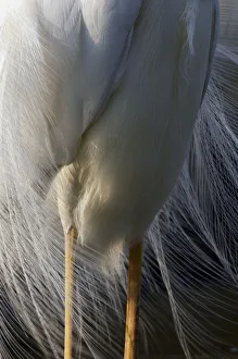 Legs Prints: Close up of body and legs of Great Egret (Ardea alba) Pusztaszer, Hungary, May 2008