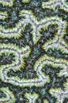 Scleractinia Prints: Close up of Brain coral (Merulinidae or Mussidae) with its feeding tentacles extended
