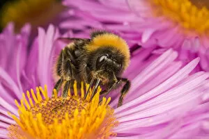 Hymenopterans Gallery: Close up of Buff-tailed Bumblebee (Bombus terrestris) feeding at a flower (Aster sp)
