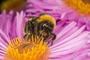 Bumble Bee Prints: Close up of Buff-tailed Bumblebee (Bombus terrestris) feeding at a flower (Aster sp)