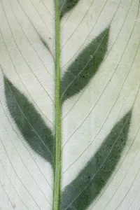 Zingiberales Prints: Close up of Calathea bachemiana leaf. Occurs in Brazil. TU Delft Botanical Garden