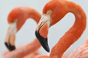Close up of a Caribbean flamingo (Phoenicopterus ruber) in the breeding colony