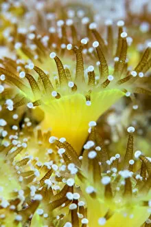 Images Dated 12th October 2014: Close up of a colony of Jewel anemones (Corynactis viridis) Scotland, UK, October