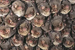 Close up of colony of Schreibers long fingered bat {Miniopterus schreibersii} roosting in cave