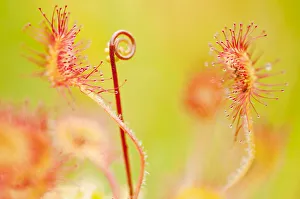 Carnivorous Prints: Close up of Common / Round leaved sundew {Drosera rotundifolia}, Westhay Nature Reserve