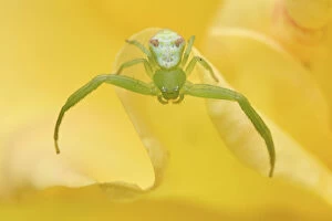 Close up of a Crab spider (Misumena sp) on flowers, East Lake Greenway park, Wuhan