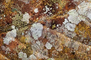 Close up of decaying leaf from rainforest floor, showing lichens and moulds. Danum Valley