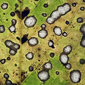 Close up of decaying Sycamore leaf (Acer pseudoplatanus) Devon, England, November 2008