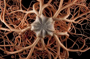 Deep Sea Collection: Close up of deepsea Basket star (Gorgonocephalus sp) from coral seamount, SW Indian Ridge