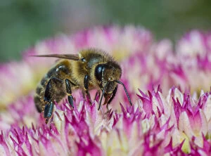European Honey Bee Gallery: Close up of European dark bee (Apis mellifera mellifera - nigra race), feeding