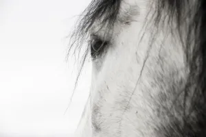 Horses And Pony Prints: Close up of eye of Purebred Grey Andalusian mare, Longmont, Colorado, USA