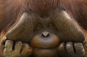 Close up face portrait of male Orang Utan (Pongo pygmaeus) Captive, Netherlands