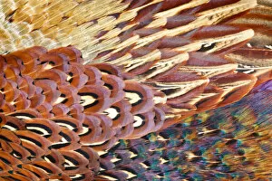 Close up of feathers of cock Pheasant (Phasianus colchicus)