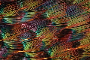 Images Dated 16th October 2010: Close up of feathers of cock Pheasant (Phasianus colchicus)