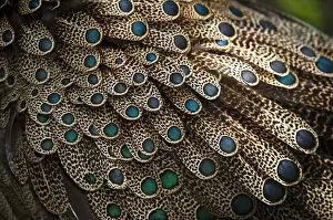 Close up of feathers of male Malayan peacock pheasant (Polyplectron malacense)