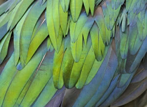 Images Dated 12th September 2009: Close up of feathers of Nicobar pigeon (Caloenas nicobarica) from south east asia