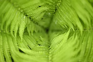 Images Dated 22nd April 2015: Close up of Ferns, Tangjiahe National Nature Reserve, Qingchuan County, Sichuan province