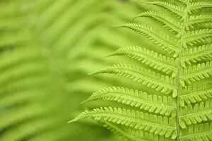 Images Dated 22nd April 2015: Close up of Ferns, Tangjiahe National Nature Reserve, Qingchuan County, Sichuan province