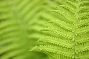 Images Dated 22nd April 2015: Close up of Ferns, Tangjiahe National Nature Reserve, Qingchuan County, Sichuan province