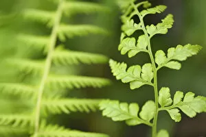 Images Dated 18th April 2015: Close up of Ferns, Tangjiahe National Nature Reserve, Qingchuan County, Sichuan province
