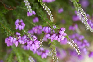 Purple Gallery: Close up of flowering Coomon heath / Ling (Calluna vulgaris) and pink Bell Heather (Erica cinerea)