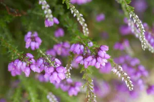 Close up of flowering Coomon heath / Ling (Calluna vulgaris) and pink Bell Heather (Erica cinerea)