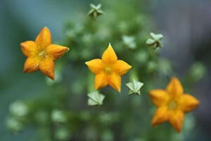 Close up of flowers (Mussaenda pubescens) Tongbiguan Nature Reserve, Dehong prefecture