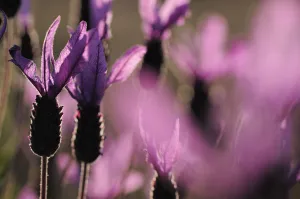 Close up of French / Spanish lavender (Lavandula stoechas) Monfrague National Park