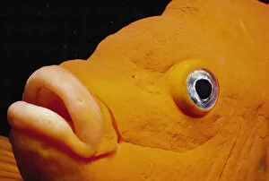 Osteichthyes Gallery: Close up of Garibaldi fish face {Hypsypops rubicunda}, Channel Islands, California, USA