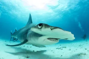 Close up if a Great hammerhead shark (Sphyrna mokarran) swimming over sandy seabed
