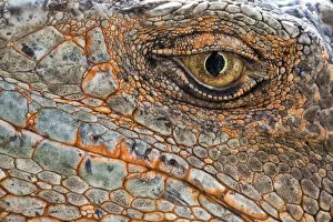 Alien Species Gallery: Close up of a Green iguana (Iguana iguana) eye and face. Invasive species, Florida, USA